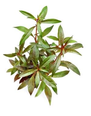 Dennerle Plants - Ludwigia glandulosa POT