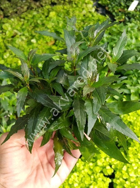 Hygrophila lacustris  SAKSI