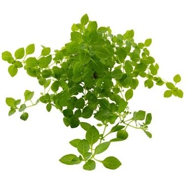 Dennerle Plants - Ludwigia palustris Green POT