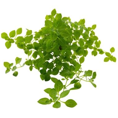 Dennerle Plants - Ludwigia palustris Green POT