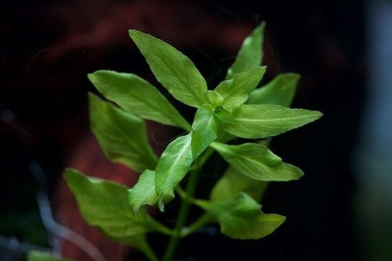 Dennerle Plants - Ludwigia palustris Green POT