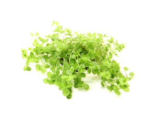 Dennerle Plants - Micranthemum umbrosum POT