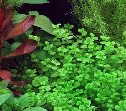 Dennerle Plants - Micranthemum umbrosum POT