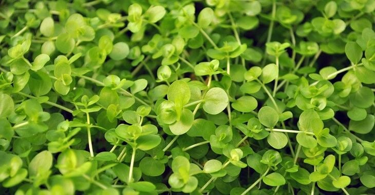 Dennerle Plants - Micranthemum umbrosum POT