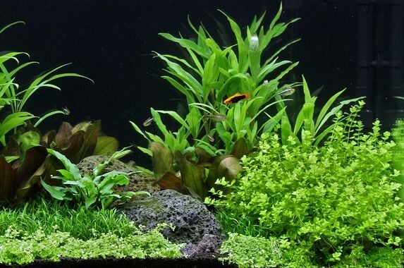 Dennerle Plants - Micranthemum umbrosum POT