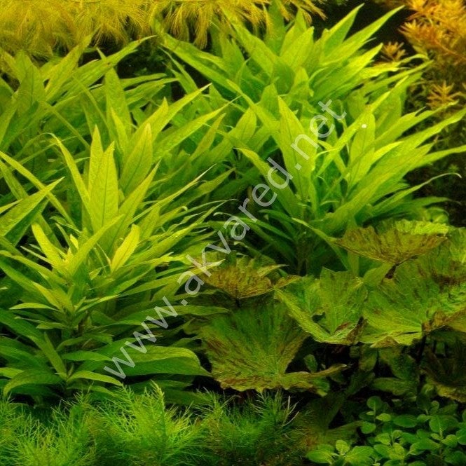Hygrophila lacustris BUKET