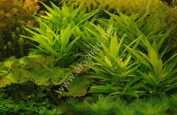 Hygrophila lacustris BUKET