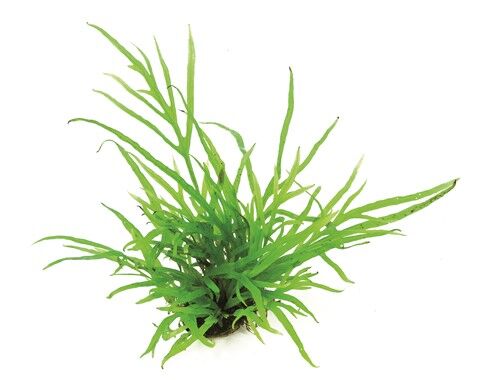 Dennerle Plants - Microsorum pteropus Trident POT
