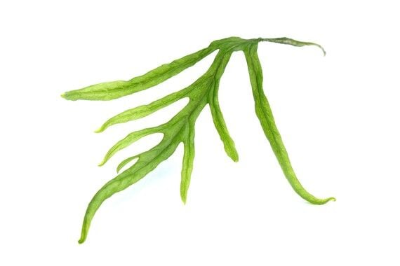 Dennerle Plants - Microsorum pteropus Trident POT