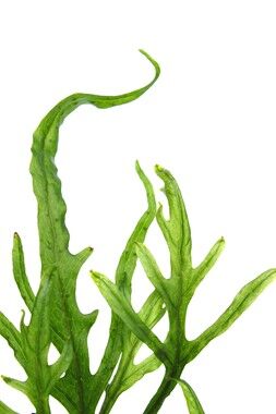 Dennerle Plants - Microsorum pteropus Trident POT