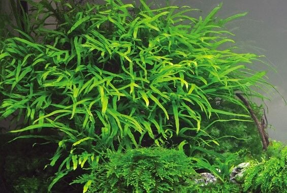 Dennerle Plants - Microsorum pteropus Trident POT