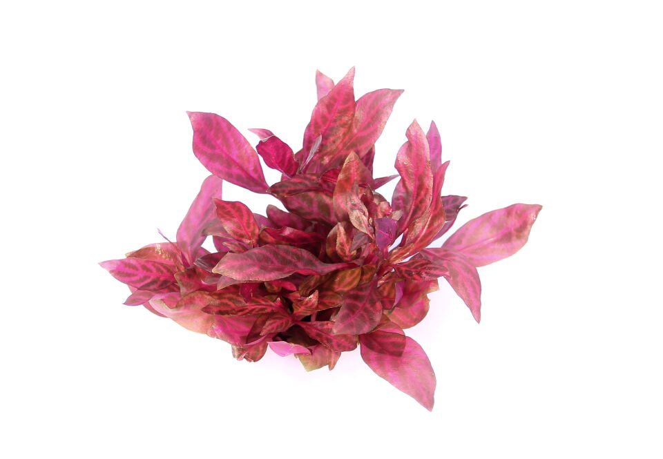 Dennerle Plants - Alternanthera reineckii Red Ruby POT