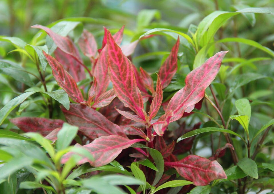 Dennerle Plants - Alternanthera reineckii Red Ruby POT