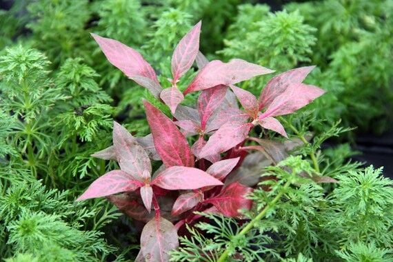 Dennerle Plants - Alternanthera reineckii Red Ruby POT