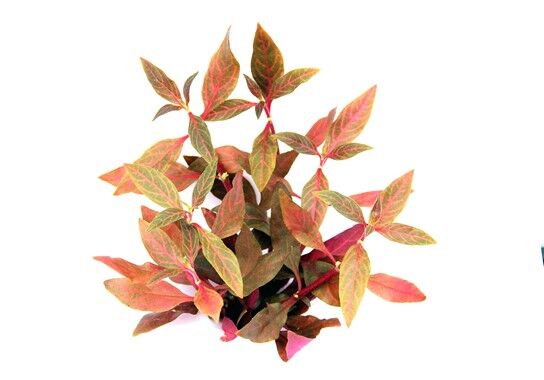 Dennerle Plants - Alternanthera reineckii Red Ruby POT