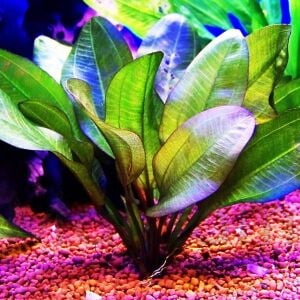 Echinodorus big bear BUKET İTHAL