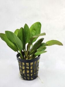 Echinodorus big bear BUKET İTHAL
