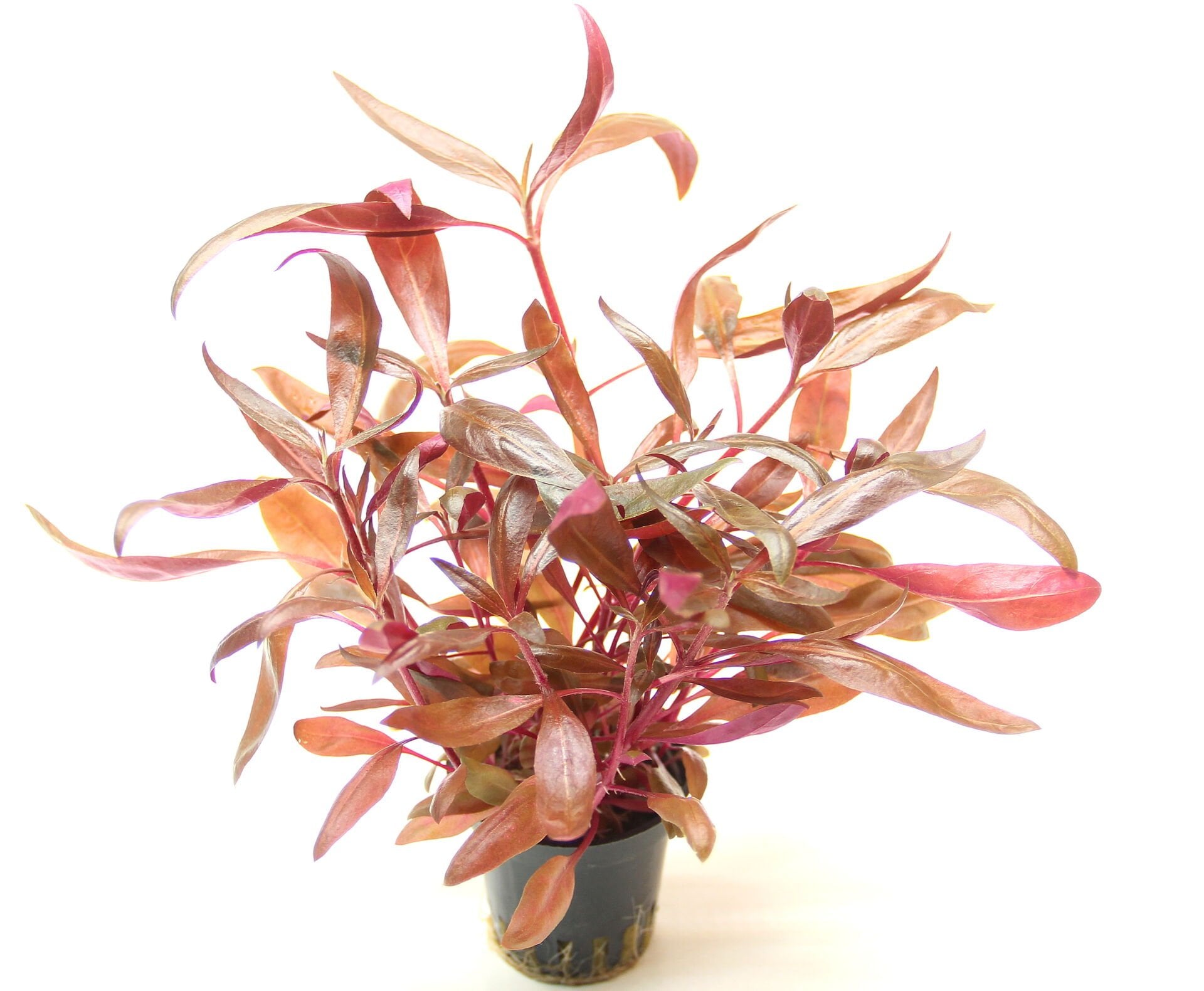 Dennerle Plants - Alternanthera reineckii Red POT