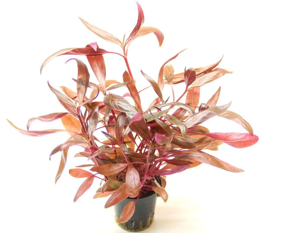 Dennerle Plants - Alternanthera reineckii Red POT