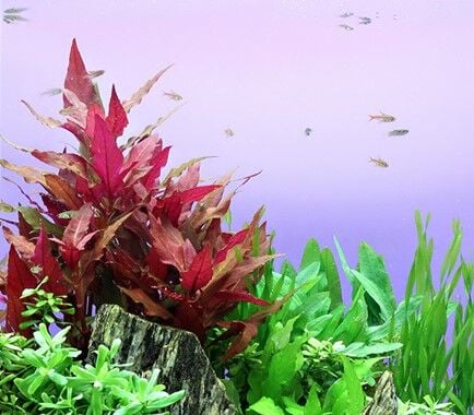 Dennerle Plants - Alternanthera reineckii Red POT