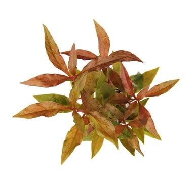 Dennerle Plants - Alternanthera reineckii Red POT