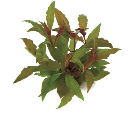 Dennerle Plants - Alternanthera reineckii Red POT