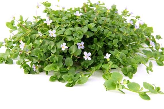 Dennerle Plants - Bacopa australis POT