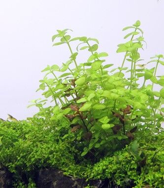 Dennerle Plants - Bacopa australis POT