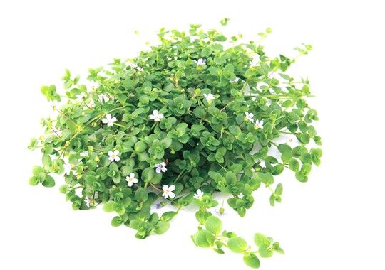 Dennerle Plants - Bacopa australis POT