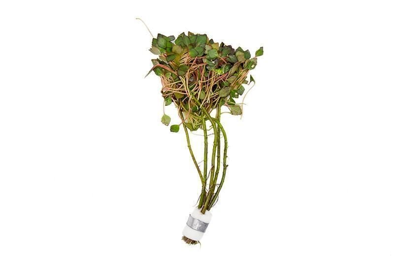 Ludwigia sediodes BUKET