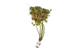 Ludwigia sediodes BUKET