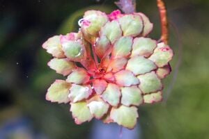 Ludwigia sediodes BUKET