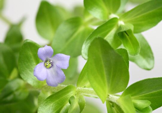Dennerle Plants - Bacopa caroliniana POT