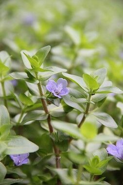 Dennerle Plants - Bacopa caroliniana POT