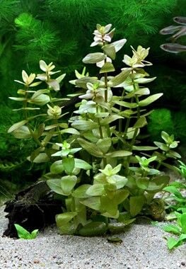 Dennerle Plants - Bacopa caroliniana POT