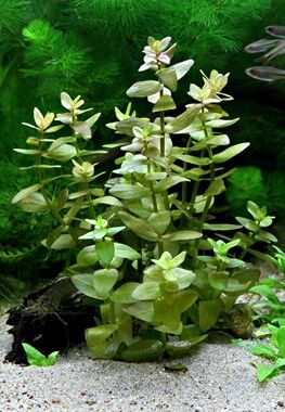 Dennerle Plants - Bacopa caroliniana POT