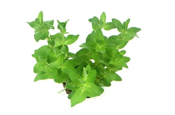 Dennerle Plants - Bacopa caroliniana POT