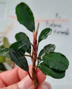Bucephalandra brownie helena 2014 ADET