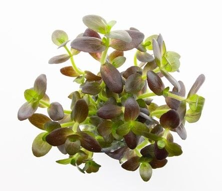 Dennerle Plants - Bacopa salzmannii Purple POT