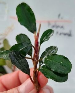 Bucephalandra brownie helena 2013 ADET