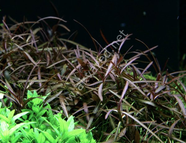 Hygrophila lancea ADET
