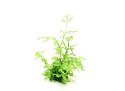 Dennerle Plants - Ceratopteris cornuta POT
