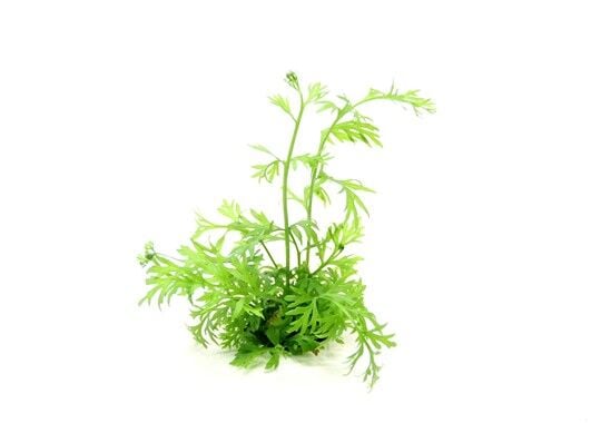 Dennerle Plants - Ceratopteris thalictroides POT