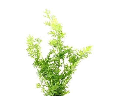 Dennerle Plants - Ceratopteris thalictroides POT