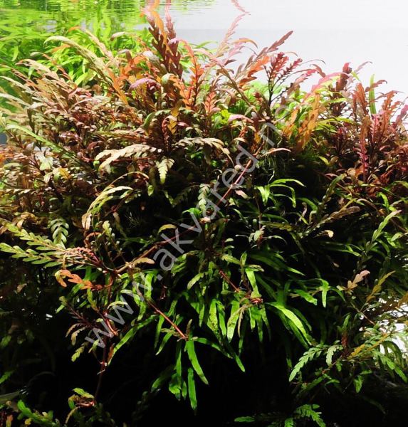 Hygrophila pinnatifida SAKSI
