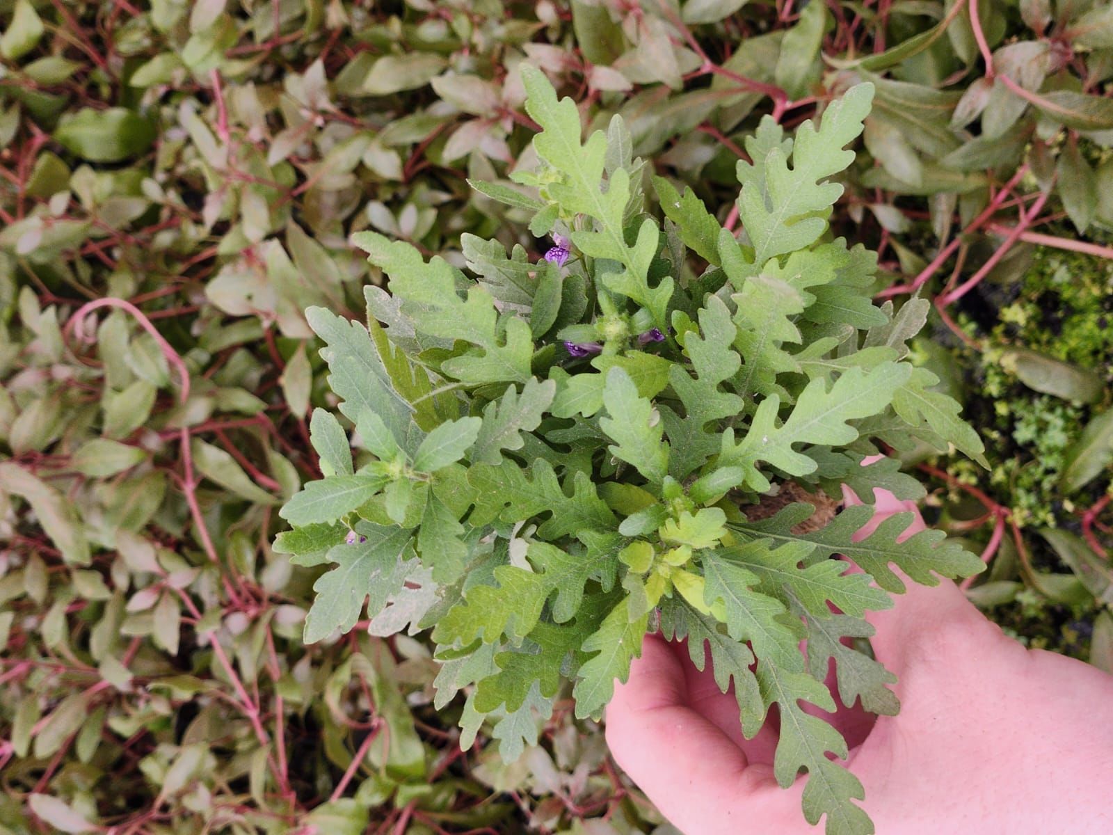 Hygrophila pinnatifida SAKSI