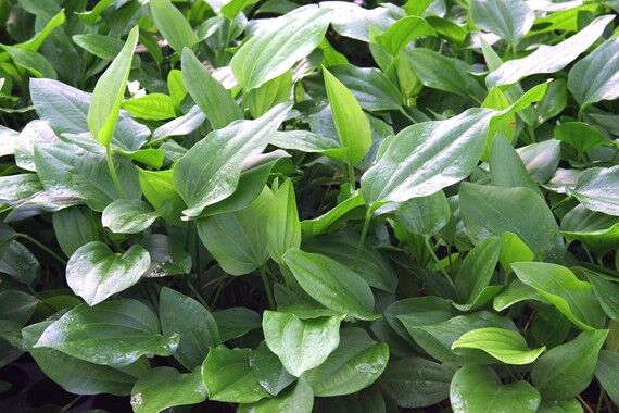 Dennerle Plants - Echinodorus argentinensis POT