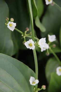 Dennerle Plants - Echinodorus argentinensis POT