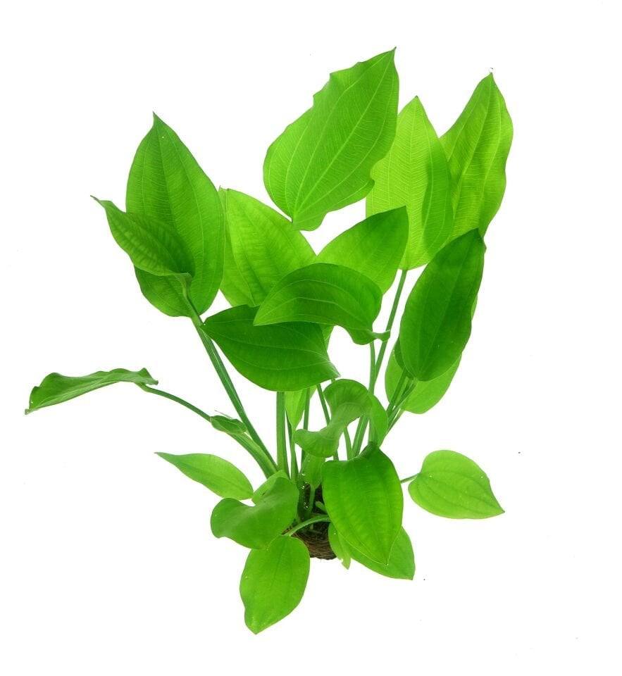 Dennerle Plants - Echinodorus argentinensis POT