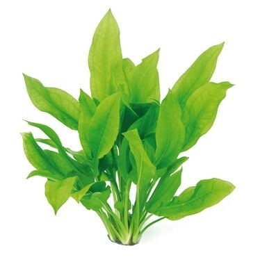 Dennerle Plants - Echinodorus grisebachii Bleherae POT